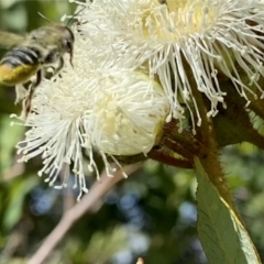 Megachile (Eutricharaea) maculariformis at Googong, NSW - suppressed