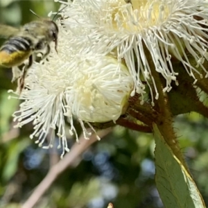 Megachile (Eutricharaea) maculariformis at Googong, NSW - suppressed