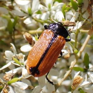 Castiarina rufipennis at Cook, ACT - 1 Feb 2023 09:38 AM