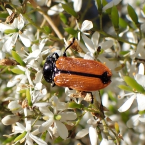 Castiarina rufipennis at Cook, ACT - 1 Feb 2023 09:38 AM