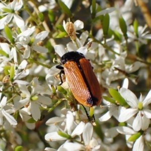 Castiarina rufipennis at Cook, ACT - 1 Feb 2023 09:38 AM