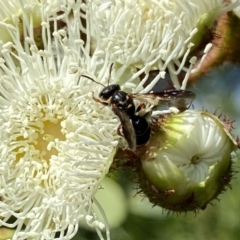 Lasioglossum (Australictus) peraustrale (Halictid bee) at Googong, NSW - 1 Feb 2023 by Wandiyali