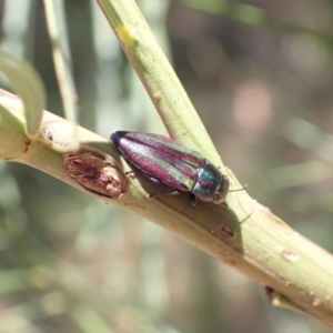 Melobasis vittata at Murrumbateman, NSW - 1 Feb 2023