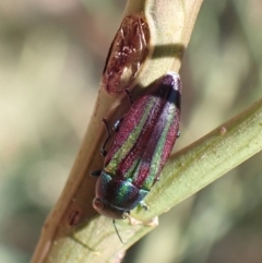 Melobasis vittata at Murrumbateman, NSW - 1 Feb 2023