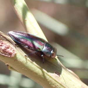 Melobasis vittata at Murrumbateman, NSW - 1 Feb 2023