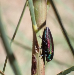 Melobasis vittata at Murrumbateman, NSW - 1 Feb 2023