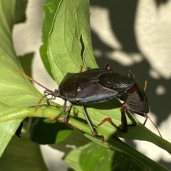 Musgraveia sulciventris (Bronze Orange Bug) at Wandiyali-Environa Conservation Area - 1 Feb 2023 by Wandiyali