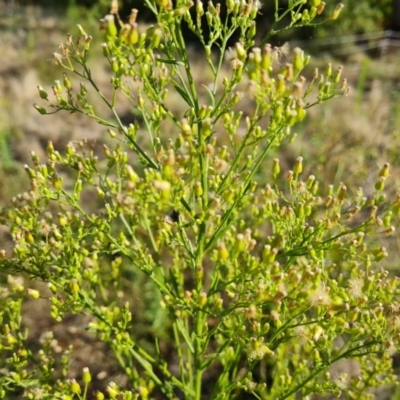 Erigeron canadensis (Canadian Fleabane) at Wambrook, NSW - 31 Jan 2023 by Mike