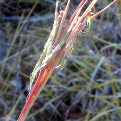 Cymbopogon refractus (Barbed-wire Grass) at Molonglo Valley, ACT - 1 Feb 2023 by sangio7