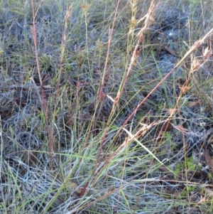 Cymbopogon refractus at Molonglo Valley, ACT - 1 Feb 2023