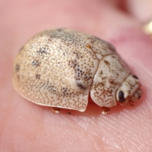 Paropsis charybdis at Murrumbateman, NSW - 1 Feb 2023