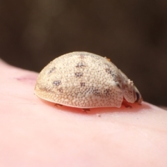 Paropsis charybdis at Murrumbateman, NSW - 1 Feb 2023