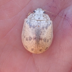 Paropsis charybdis at Murrumbateman, NSW - 1 Feb 2023