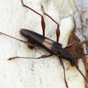 Epithora dorsalis at Yarralumla, ACT - 1 Feb 2023