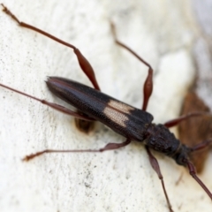 Epithora dorsalis at Yarralumla, ACT - 1 Feb 2023