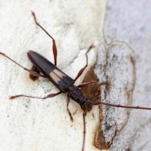 Epithora dorsalis at Yarralumla, ACT - 1 Feb 2023