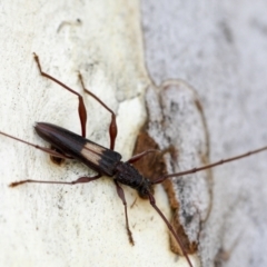 Epithora dorsalis at Yarralumla, ACT - 1 Feb 2023