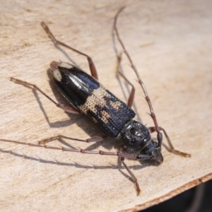 Phoracantha semipunctata at Yarralumla, ACT - 1 Feb 2023 12:01 PM