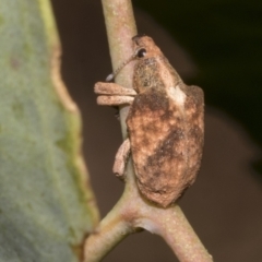 Gonipterus scutellatus (Eucalyptus snout beetle, gum tree weevil) at Hawker, ACT - 26 Jan 2023 by AlisonMilton