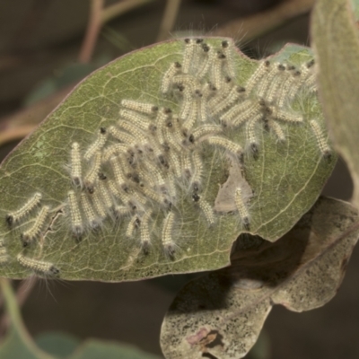 Uraba lugens (Gumleaf Skeletonizer) at Molonglo Valley, ACT - 30 Jan 2023 by AlisonMilton