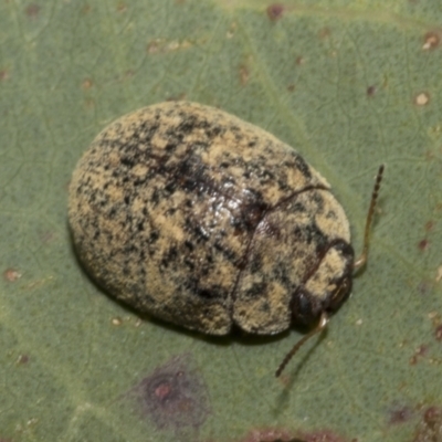 Trachymela sp. (genus) (Brown button beetle) at Molonglo Valley, ACT - 30 Jan 2023 by AlisonMilton