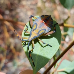 Amorbus alternatus at Yass River, NSW - 31 Jan 2023