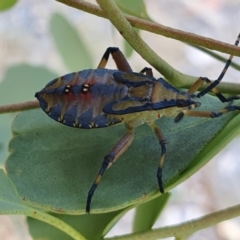 Amorbus alternatus at Yass River, NSW - 31 Jan 2023