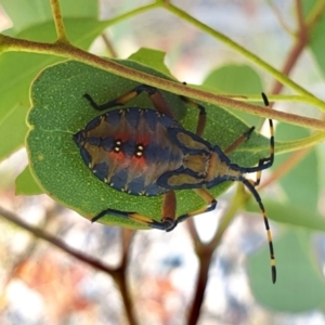 Amorbus alternatus at Yass River, NSW - 31 Jan 2023