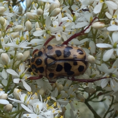 Neorrhina punctata (Spotted flower chafer) at Paddys River, ACT - 1 Feb 2023 by michaelb