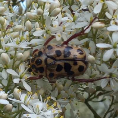 Neorrhina punctatum (Spotted flower chafer) at Paddys River, ACT - 1 Feb 2023 by MichaelBedingfield