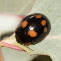 Paropsisterna beata (Blessed Leaf Beetle) at Molonglo Valley, ACT - 30 Jan 2023 by AlisonMilton