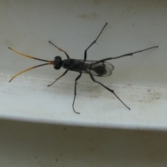 Fabriogenia sp. (genus) (Spider wasp) at Emu Creek - 30 Jan 2023 by JohnGiacon