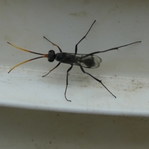 Fabriogenia sp. (genus) at Belconnen, ACT - 30 Jan 2023