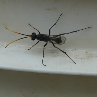 Fabriogenia sp. (genus) (Spider wasp) at Emu Creek - 30 Jan 2023 by JohnGiacon