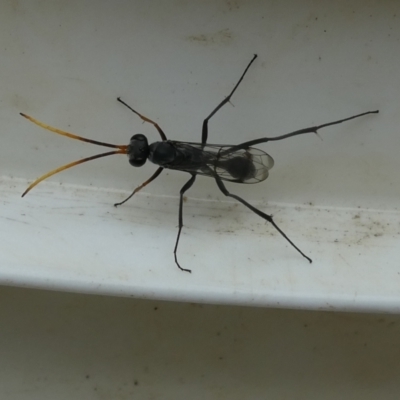 Fabriogenia sp. (genus) (Spider wasp) at Belconnen, ACT - 30 Jan 2023 by jgiacon