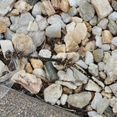 Hemicordulia tau at Yass River, NSW - 31 Jan 2023