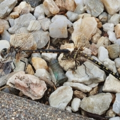 Hemicordulia tau at Yass River, NSW - 31 Jan 2023