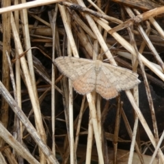 Scopula rubraria (Reddish Wave, Plantain Moth) at Belconnen, ACT - 30 Jan 2023 by JohnGiacon