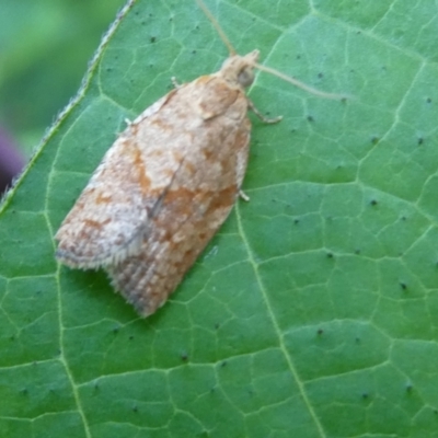 Epiphyas postvittana (Light Brown Apple Moth) at Belconnen, ACT - 31 Jan 2023 by JohnGiacon