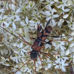 Aridaeus thoracicus (Tiger Longicorn Beetle) at Paddys River, ACT - 1 Feb 2023 by michaelb