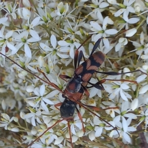 Aridaeus thoracicus at Paddys River, ACT - 1 Feb 2023