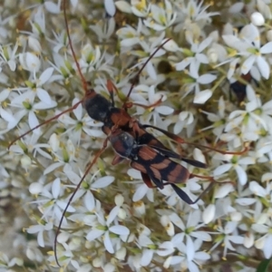 Aridaeus thoracicus at Paddys River, ACT - 1 Feb 2023