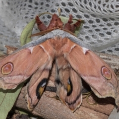 Opodiphthera eucalypti (Emperor Gum Moth) at Higgins, ACT - 25 Jan 2024 by AlisonMilton