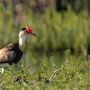 Irediparra gallinacea at Wollogorang, NSW - 1 Feb 2023