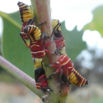 Eurymeloides punctata (Gumtree hopper) at Belconnen, ACT - 31 Jan 2023 by JohnGiacon