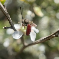 Lasioglossum (Parasphecodes) sp. (genus & subgenus) (Halictid bee) at Broulee, NSW - 1 Feb 2023 by PeterA