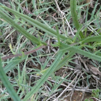 Podolepis jaceoides (Showy Copper-wire Daisy) at Flea Bog Flat to Emu Creek Corridor - 31 Jan 2023 by JohnGiacon