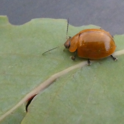 Paropsisterna cloelia (Eucalyptus variegated beetle) at Belconnen, ACT - 31 Jan 2023 by jgiacon