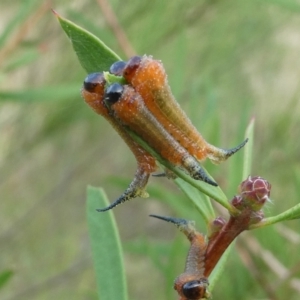 Lophyrotoma sp. (genus) at Belconnen, ACT - 1 Feb 2023