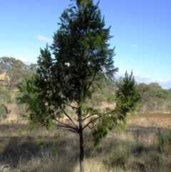 Exocarpos cupressiformis (Cherry Ballart) at The Pinnacle - 31 Jan 2023 by sangio7